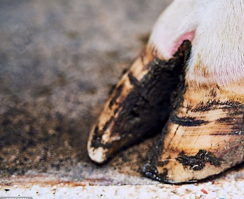 Boiteries et pathologies du pied en élevages bovins_FODSA 2024