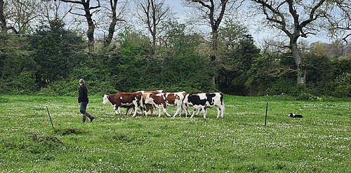 Éducation et dressage des chiens de troupeaux : perfectionnement_ADPSA