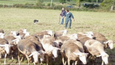 Éducation et dressage du chien de troupeau – initiation_ADPSA