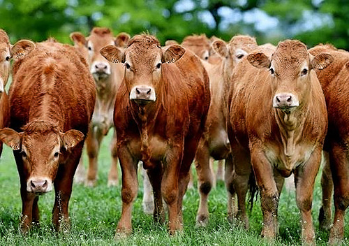 Evaluer la conduite du troupeau bovin viande par des méthodes originales et innovantes