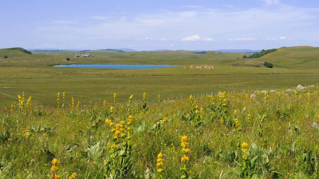La diversité des prairies : l&rsquo;éleveur créateur de biodiversité, P3