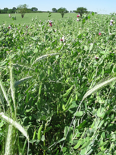 MAEC Occ 23-27 Agriculture de conservation : des sols vivants pour une autonomie renforcée_CA12