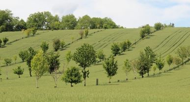 Remettre l&rsquo;arbre au cœur de nos systèmes de production_CA12