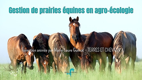 Gérer ses prairies équines en agro-écologie – La Salvetat Peyralès – Terres et Chevaux