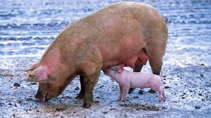 Biosécurité dans les élevages de porcs et sangliers_CA12