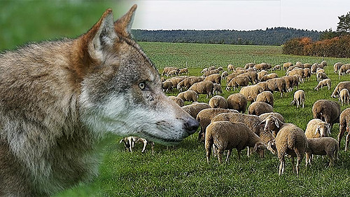 Comprendre le comportement de prédation du loup pour adapter efficacement la protection des troupeaux