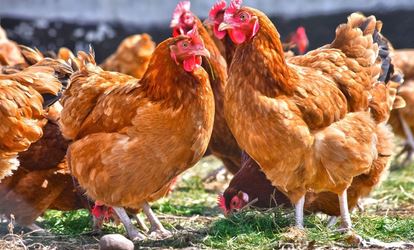 Mettre en place et gérer son plan de biosécurité en élevage avicole_CA12