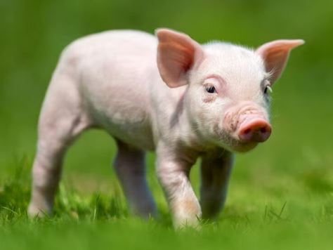 TH1_Favoriser le bien-être animal en élevage de porcs_CA12