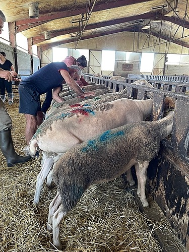 L&rsquo;éleveur infirmier proactif sur la santé de ses animaux (groupe petits ruminants) – FODSA GDS