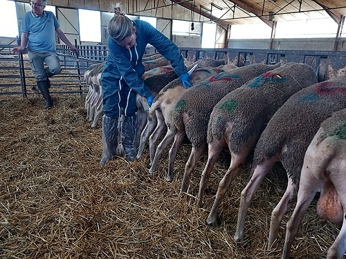 L&rsquo;éleveur infirmier proactif sur la santé de ses animaux (groupe petits ruminants) – FODSA GDS